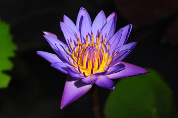 Purple lotus.