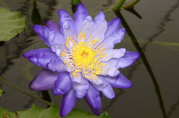 Purple lotus.