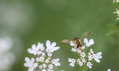 Bee on Cilantro Flowers