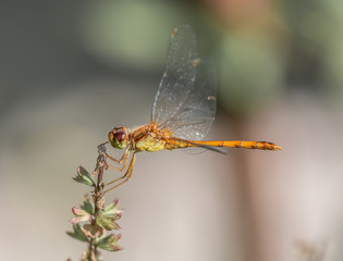 Wood-like Dragonfly