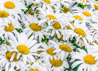 Obraz premium Close up on daisies