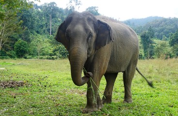 Fototapeta na wymiar Elephant looking into the camera in Thailand