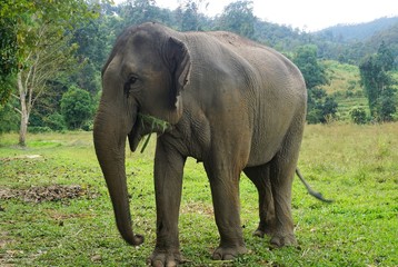 Fototapeta premium Eating happy elephant in Thailand on a farm
