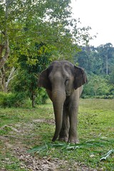 Obraz premium Elephant in Thailand looking into camera posing