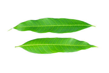Fresh green mango leaf on white background