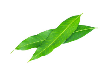 Fresh green mango leaf on white background