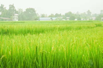 light green rice field in rural area in Thailand