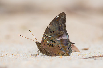 A specimen of Coea acheronta (previously Historis acheronta) butterfly found in the wild on the Orinoco river shore, in the amazon jungle, in Venezuela