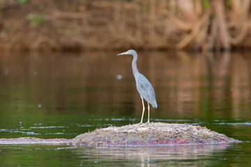 An adult Little blue heron (Egretta caerulea) seen on the Orinoco river in an expedition to the amazonian jungle in southern Venezuela