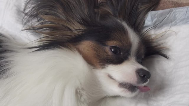 Dog recovering from anesthesia after surgery close up stock footage video