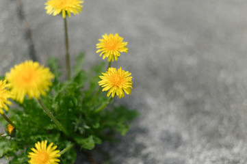 道端のタンポポ