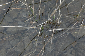 枯れた水草