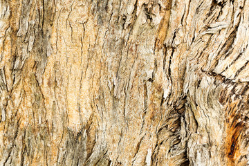 bark as background