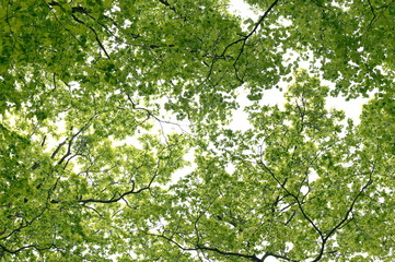 新緑の森を見上げる