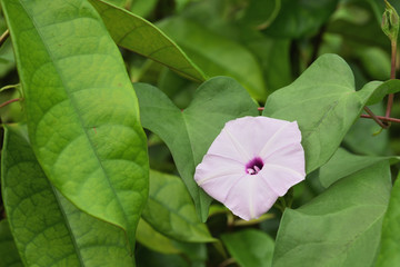 flower Morning Glory