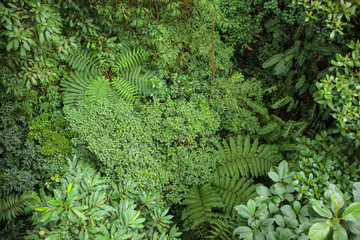 Naklejka premium Bujny widok na las deszczowy w La Fortuna Kostaryka