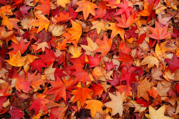 Naklejka na ściany i meble Fallen leaves in Autumn