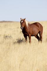 Beautiful roan wild horse near Cody, Wyoming, in American West