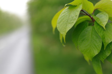 Fototapeta na wymiar 雨の日　新緑の小枝　クローズアップ