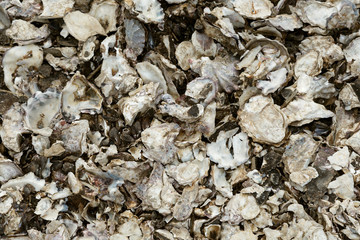 close up of oyster shells