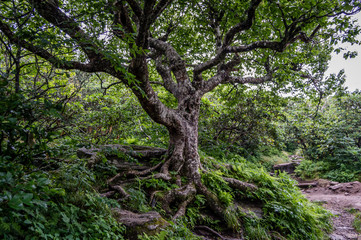 Reaching Tree