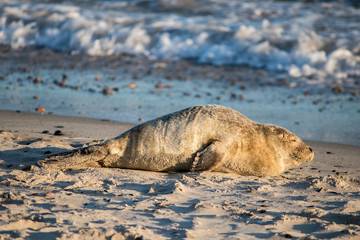 Baby seal resting on a beach in Northern Denmark. 