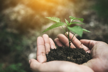 Hands holding soil and small tree to grow with blur background