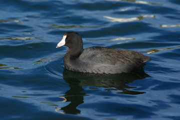 American coot (Fulica americana).