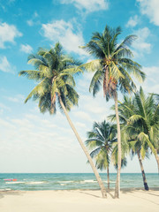 Coconut trees on the beach. In the tourist attractions