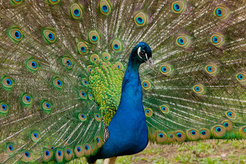 Obraz premium Beautiful bird male peacock close up. Reservation of Ascania Nova, Ukraine