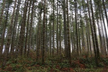 Tree Hugger's Paradise