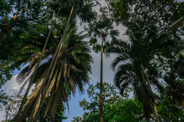 Palms and trees in park, blue sky background. Saigon, Ho Chi Minh City, Vietnam.