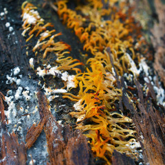 calocera furcata fungus