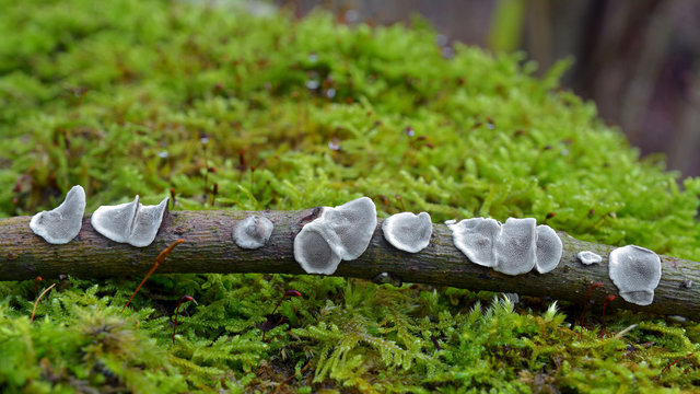 datronia mollis fungus