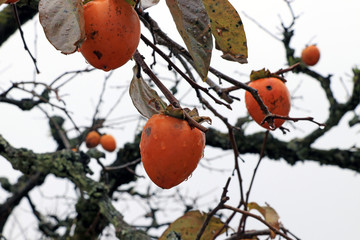 Orange Japanese persimmon fruit on the tree and droplet after rain on white sky background. it is an edible fruit that resembles a large tomato and has very sweet flesh.