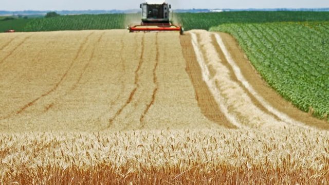 Combine harvester cuts ripe wheat in the field
