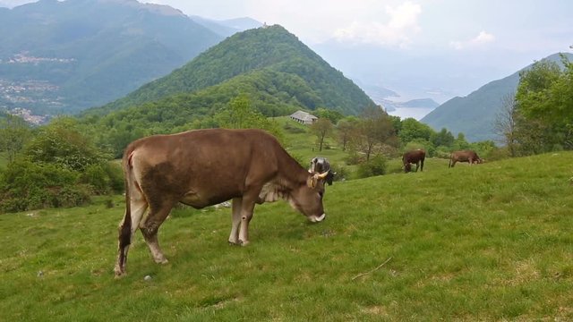 Brown cows in the alpine meadow near Como lake, Italy
