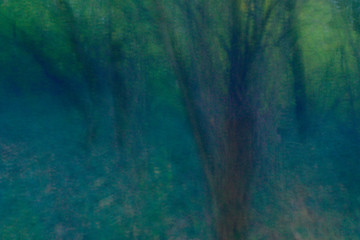 abstract and impressionism of trees in nature. a forest at dusk