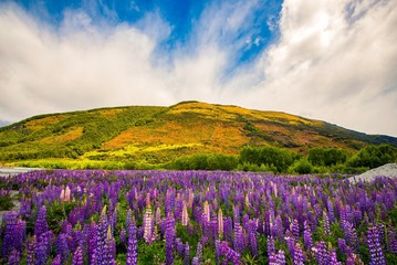 Spring in New Zealand