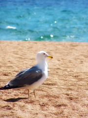 Beach Birdy