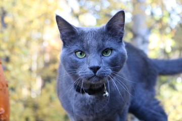 Grey Cat