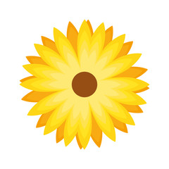 flower vector illustration