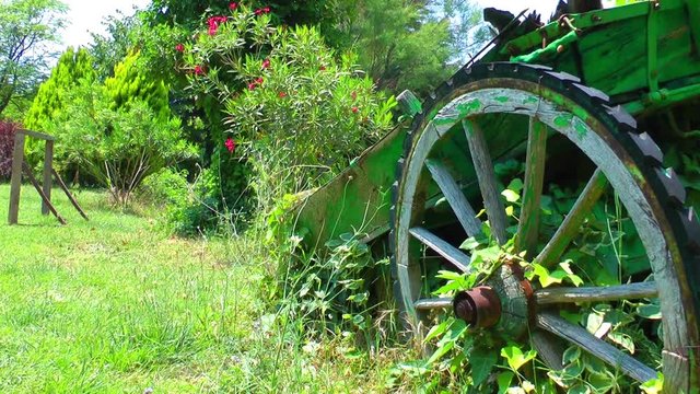 Cart Horse Carrier in Nature