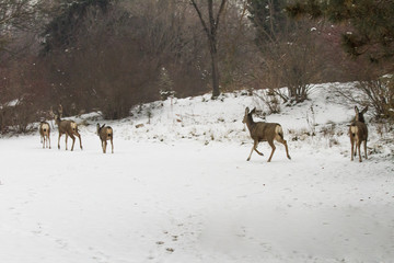Fototapeta na wymiar herd of deer