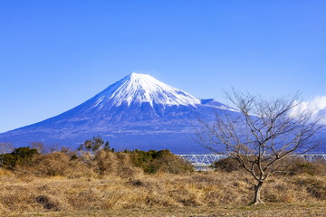 Fototapeta premium 富士山と冬枯れの木、静岡県富士市富士川河川敷にて