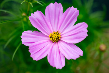 Fototapeta premium コスモス