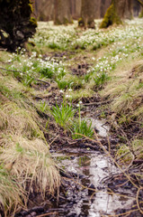 Lots of daffodils growing next to a small river.