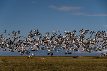 Fototapeta na wymiar flock of snow geese flying 