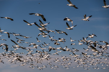 flock of snow geese flying 