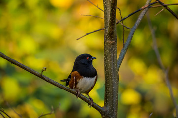 SPOTTED TOWHEE looking right